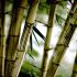 pavimento bamboo roma